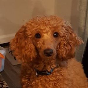 Meet your Posher, Wendi